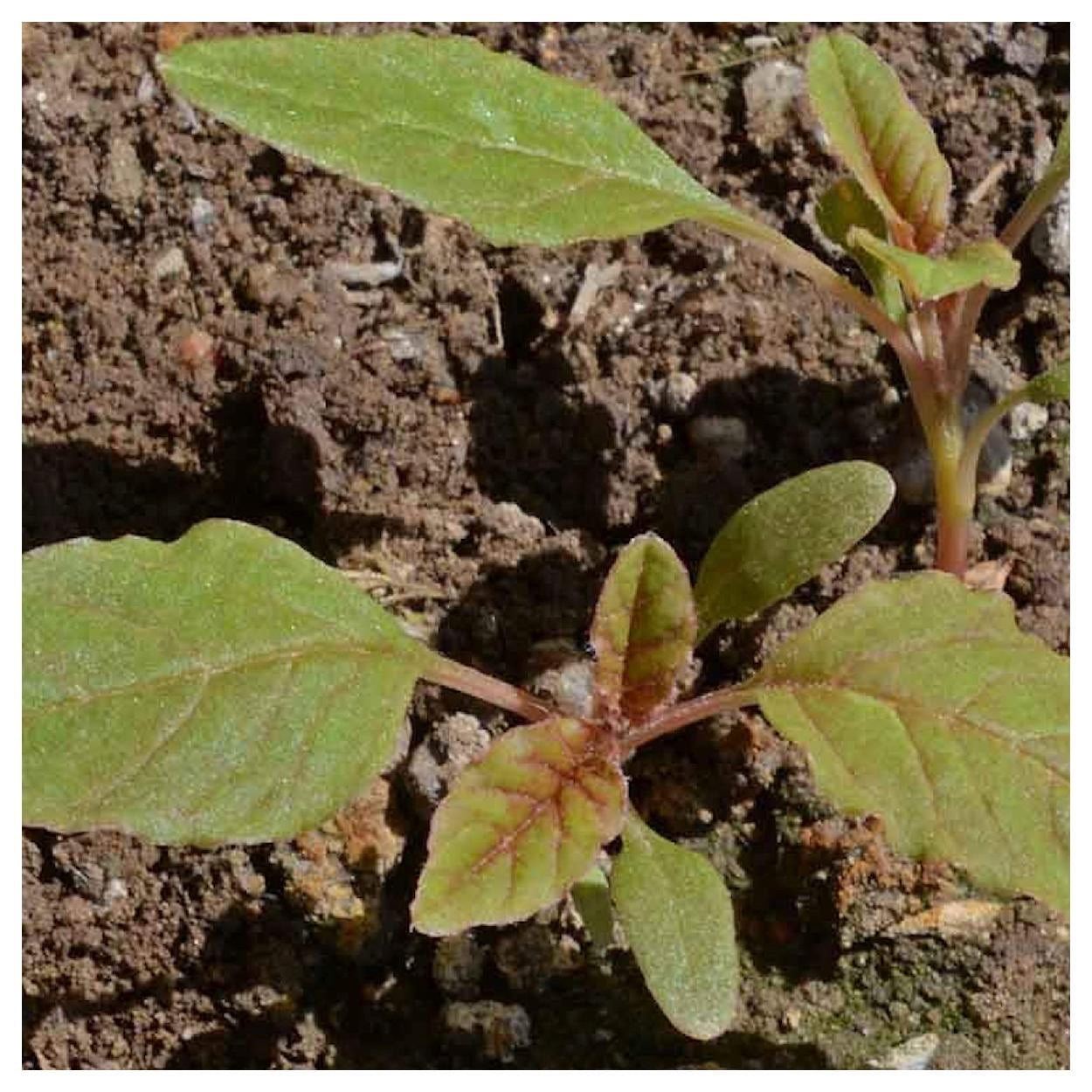 Everwilde Farms - 1 lb Love Lies Bleeding Garden Flower Seeds - Gold Vault Bulk Seed Packet