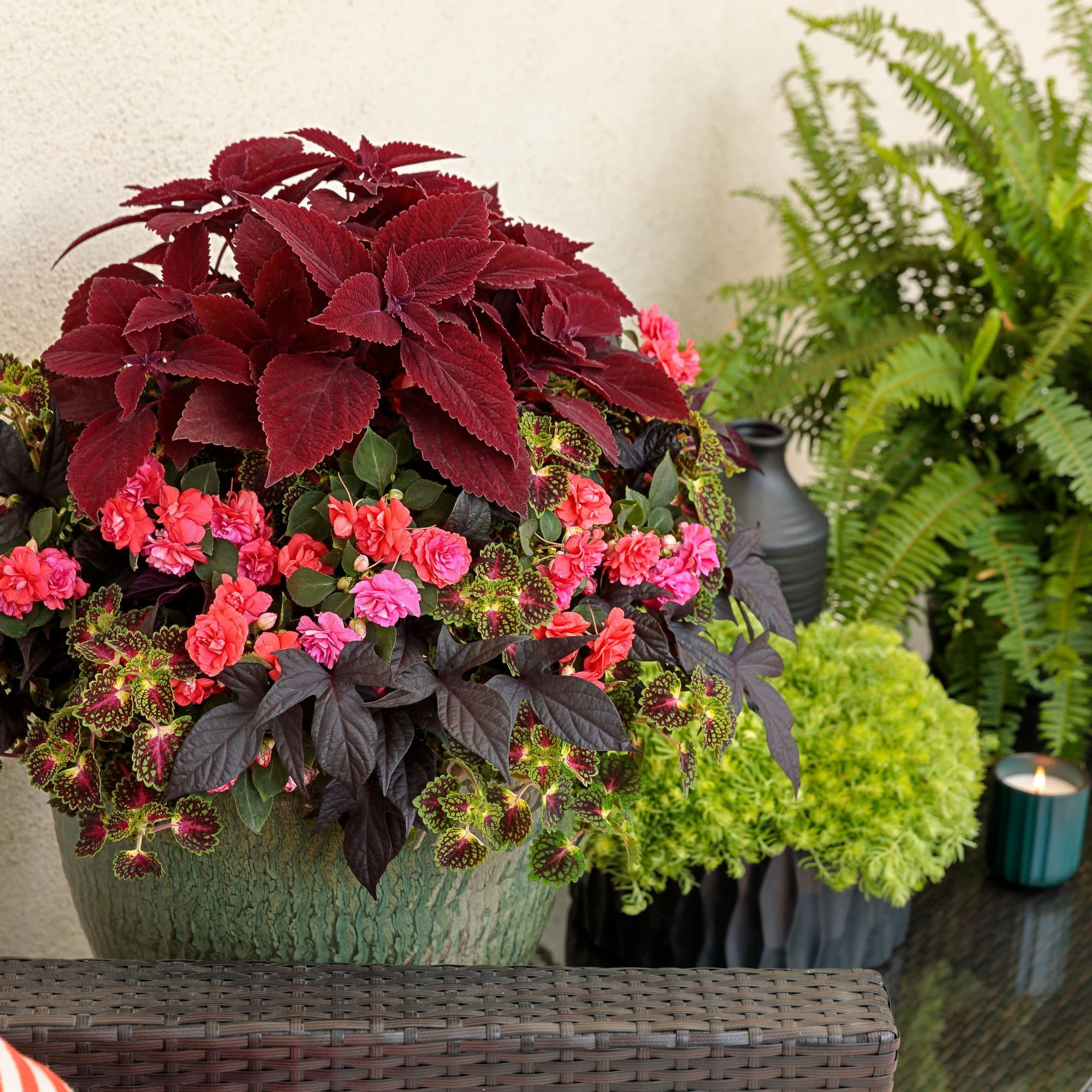Proven Winners 4" Red ColorBlaze Rediculous Coleus Live Plant in 4.25" Pot (4 Count)