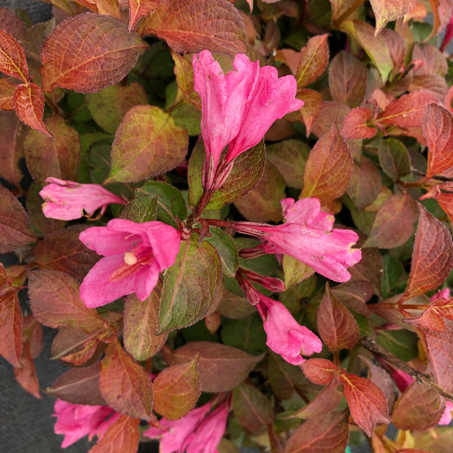 Proven Winners ColorChoice 5" Pink Midnight Sun Reblooming Weigela Live Plant in 4.5" Pot (4 Count)