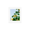 thumbnail image 1 of Society6 Amalfi Coast Lemons III by Bethany Young Photography Art Print, 1 of 1