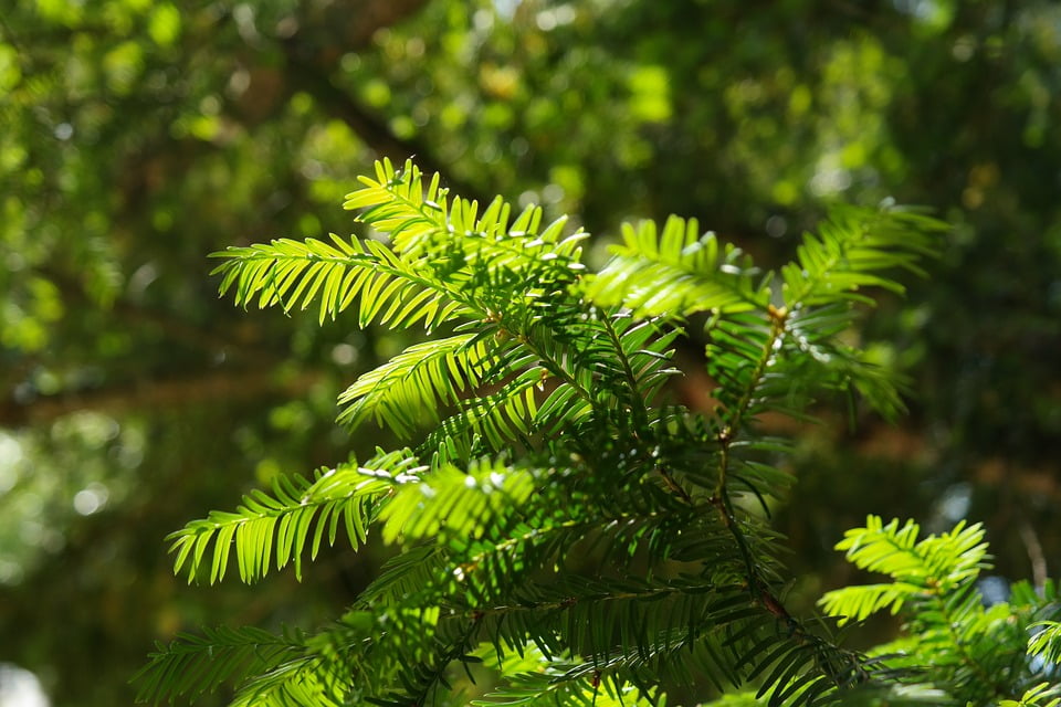 lirula needle blight lirula needle blight