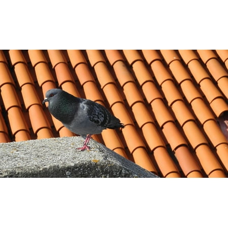 LAMINATED POSTER Home Tile Roof Birds Dove Bird Roof Shingles Poster Print 24 x (Best Roof Shingles On The Market)