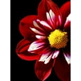 thumbnail image 2 of Foschino, Suzanne 15x18 Gold Ornate Wood Framed with Double Matting Museum Art Print Titled - Ruby Dahlia 22, 2 of 4