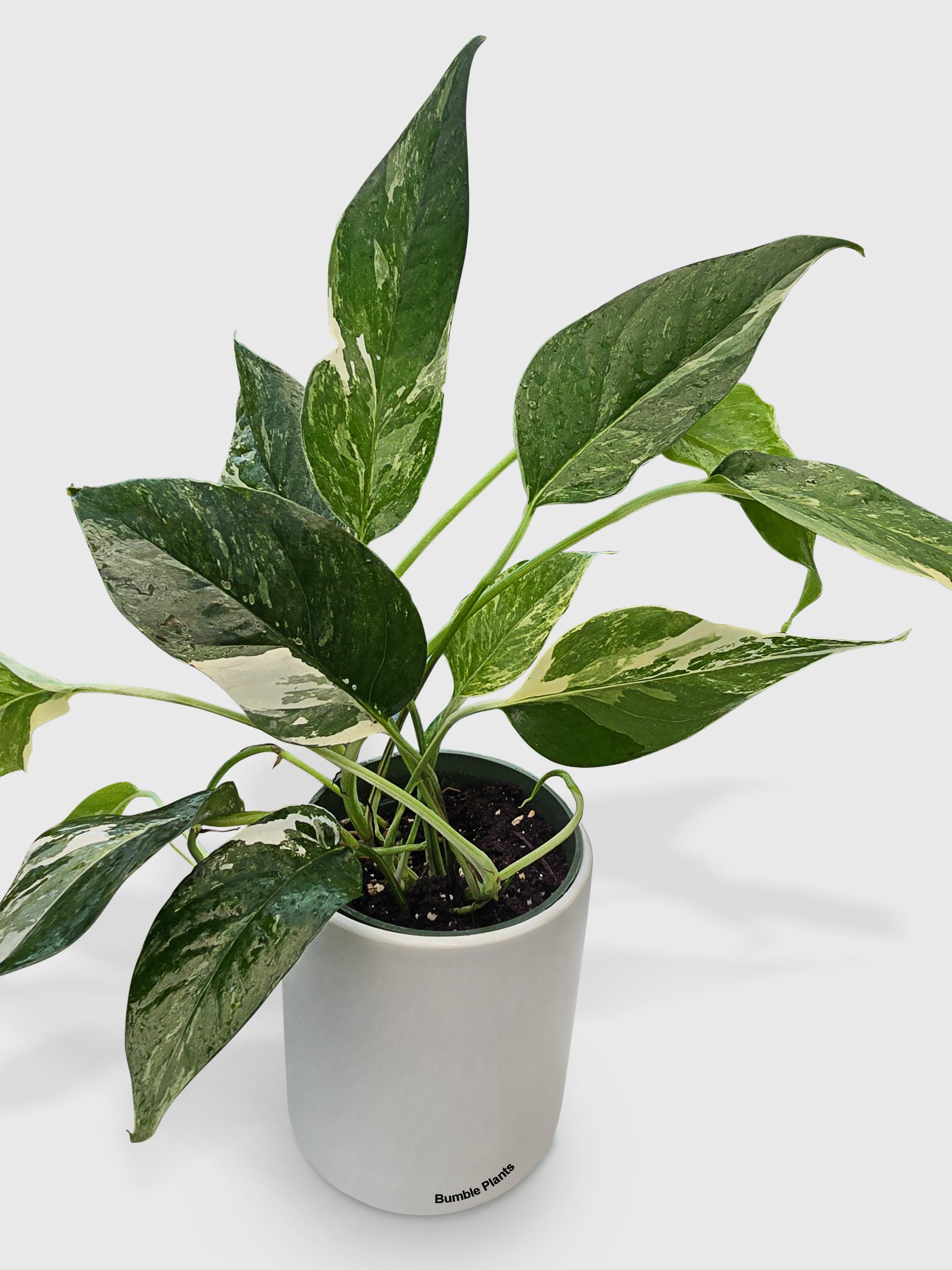 Epipremnum Pinnatum Albo Variegata Cebu Blue - Live Air-Purifying Indoor Plant in Nursery Pot – Easy Care, Low Maintenance Houseplant for Home & Office Decor, Natural Air Cleaner, Best for Beginners