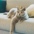 thumbnail image 4 of Dog Cowboy Hat Cat Cowboy Hat Pet Cowboy Costume Mini Cowboy Hat for Dogs Cat Holiday Halloween Pet Party Decoration (Brown, Small), 4 of 10