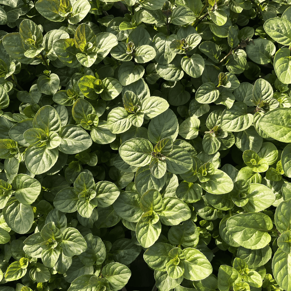 Orange Mint Plant Live, Mint Herb Plant Outdoor Indoor Garden Planting 4'' Pot