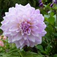 thumbnail image 5 of 1 Dahlia Plant, Purple White Dahlia Flowers Plant, Live Dahlia Flowering Plant 4 Inches Tall Bareroot, Large Rare Flower Plant, 5 of 5