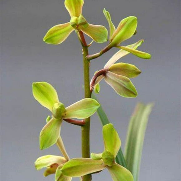 Cymbidium Bulbs, A Pleasant Fragrance And A Long Flowering Period,Cymbidium Plants, Pleasantly Scented - Good as Cut Flowers - Perennializing ! Simple to Grow,