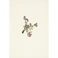 thumbnail image 2 of Mary Vaux Walcott 11x14 Black Ornate Wood Framed Double Matted Museum Art Print Titled: Alpine Pointvetch (Flower). Oxytropis Podocarpa (1925), 2 of 5