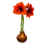 The Three Company Bronze Waxed Amaryllis Plant Bulb, Blooms Red