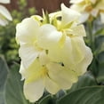 thumbnail image 2 of Canna South Pacific Ivory F1 Seed, 2 of 3