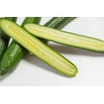 thumbnail image 5 of Long Green Improved Cucumber Seeds, 100+ Seeds Per Packet, Isla's Garden Seeds, Non GMO & Heirloom Seeds, Botanical Name: Cucumis sativus, 5 of 8