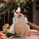 thumbnail image 4 of Pet Collar Cat Collar with Bell Adjustable Design 2Pcs for Pets, 4 of 5