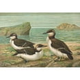 thumbnail image 3 of Johann Friedrich Naumann 24x18 Black Modern Framed Museum Art Print Titled - Uria Lomvia (L.), Uria Rhingvia Brunn, 3 of 5