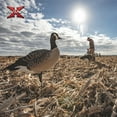 thumbnail image 6 of Avian X AXP Lessers Outfitter Pack, 12 Full Body Canada Goose Decoys w/ Bag, 6 of 12