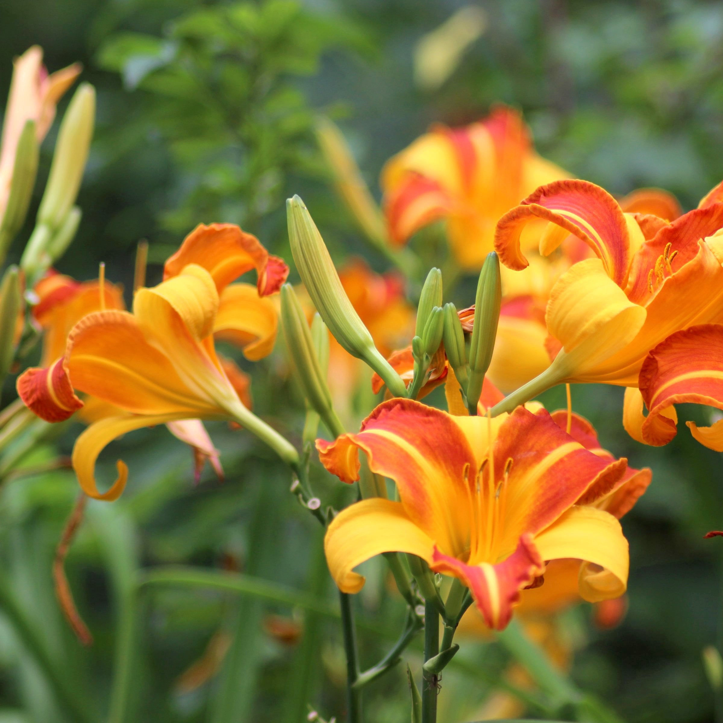 National Plant Network 1 gal. Daylily Frans Hals Perennial Plant (4-Pack)