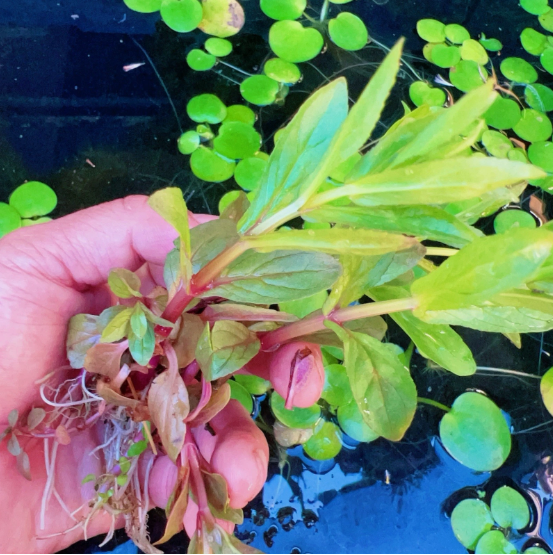 Staurogyne Repens Live Aquarium Plant – Freshwater Aquatic Plant for Fish Tank Aquascaping