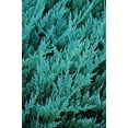 thumbnail image 3 of Juniper Blue Chip  3 Live Gallon Size Plants  Juniperus Horizontalis  Evergreen Cold Hardy Drought Tolerant Groundcover, 3 of 9