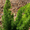 Foxtail Fern, variant on Expert Gardener Autumn Fern (2.5 Quart) Orange-Red New Foliage - Part Shade Live Outdoor Plant for shade