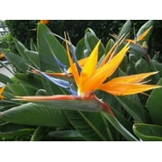 Bird of Paradise - Strelitzia Reginae - Live Plant