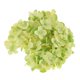 thumbnail image 1 of Flor De Seda Artificial Perfecl Hortensia Verde 19 cm 12 cm, 1 of 8
