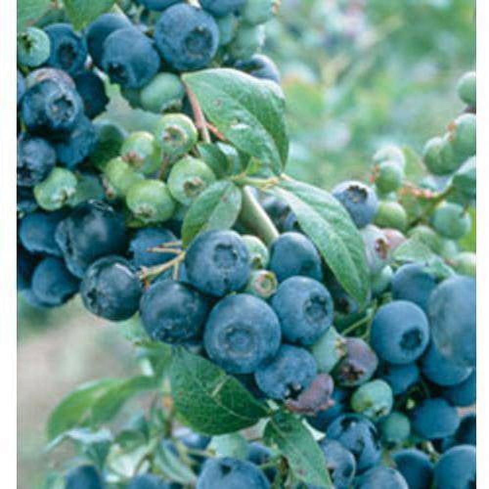 Expert Gardener Climax Rabbiteye Blueberry Bush (2.5 Quart) Fruit-Bearing Deciduous Shrub - Live Outdoor Plant