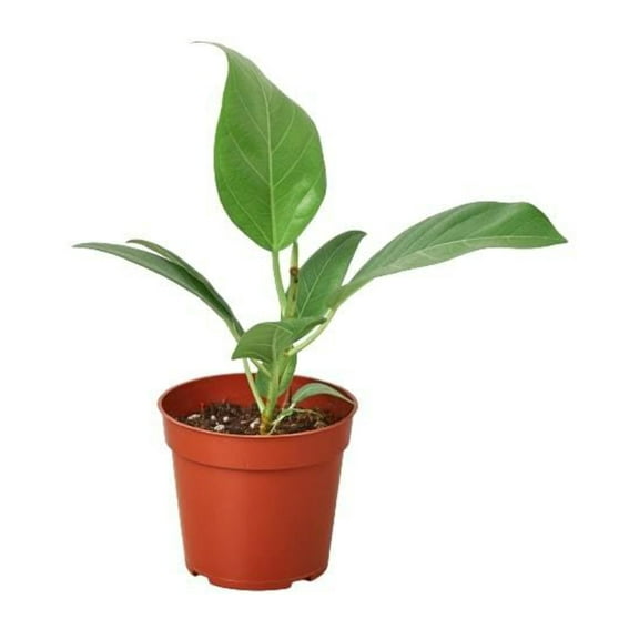 Ficus 'Audrey', 4" Pot, Indoor Houseplant, Easy Care, Live Plant for Indoor & Outdoor
