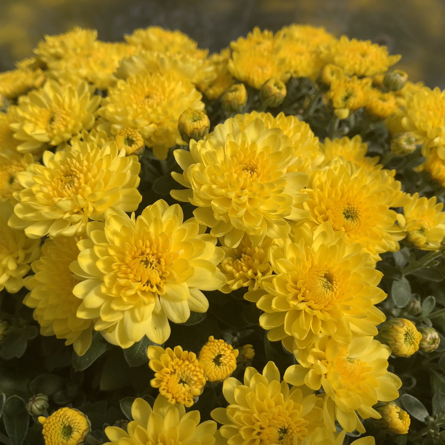 Better Homes & Gardens 2.5G Yellow Mum Live Plant in Bushel Basket Full Sun