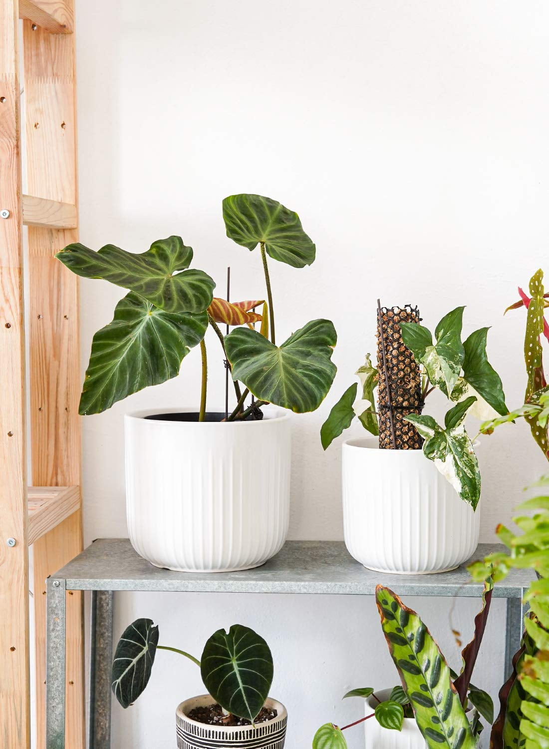 BEMAY 3-Pack Ceramic Plant Pots, 5.7", 6.9", 8.3" Sizes Indoor Planters, White Flower Pots with Drainage Holes
