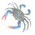 thumbnail image 2 of EIMELI Modèle Animal Marin Réaliste en PVC Crabe Bleu Figurine Solide Jouet pour Enfants Cadeau Océan, 2 of 6
