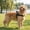 Black-L/L, variant on No Pull Mesh Dog Harness Breathable Stop Surge Leash Adjustable Reflective Vest for Small Medium Dogs