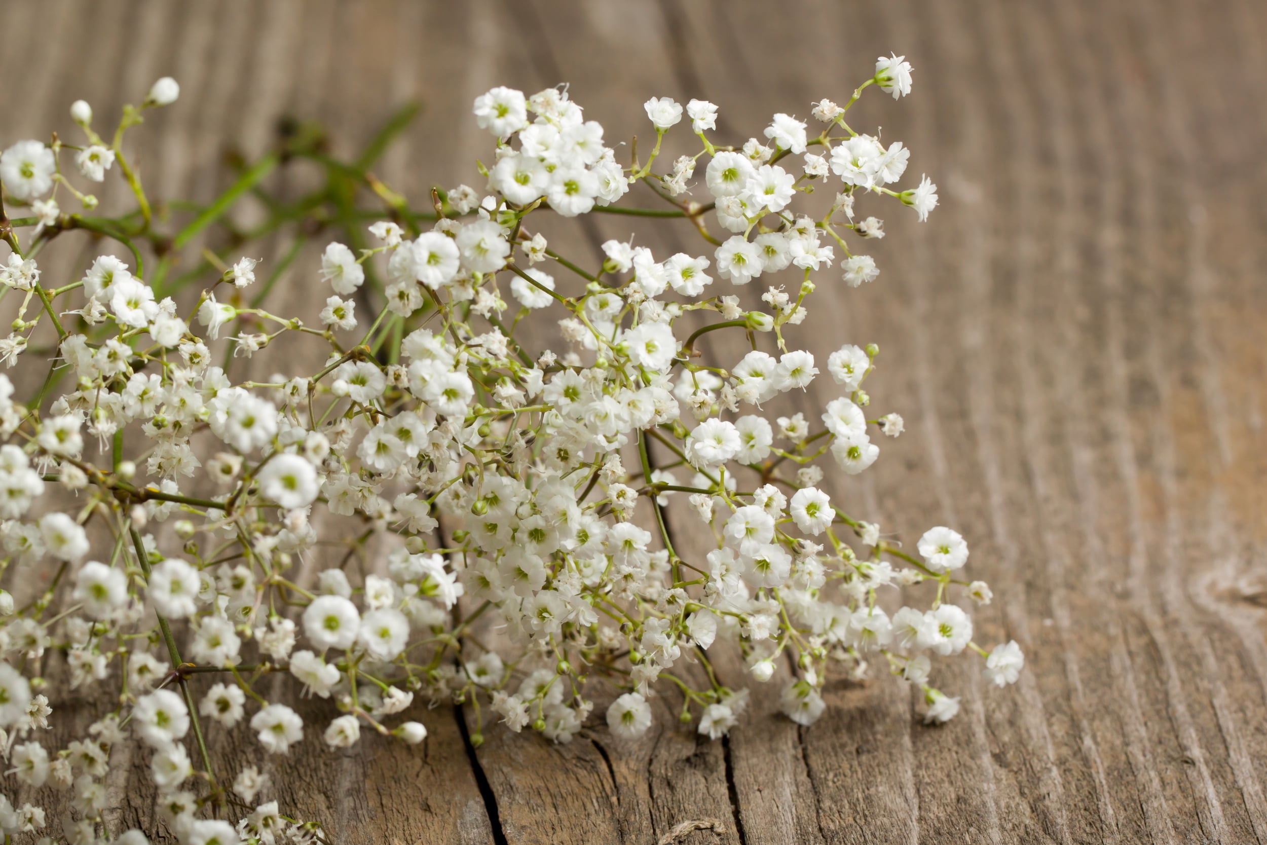 Earthcare Seeds Baby's Breath 'Covent Garden' 1000 Seeds (Gypsophila  elegans)