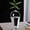 Chanyi, variant on Clear Glass Bud Vase, Modern Minimalist Flower Vase for Home Decor, Small Water Plant Vase for Centerpieces, Living Room, Office, Wedding, Elegant Aesthetic Glass Vase for Floral Arrangements