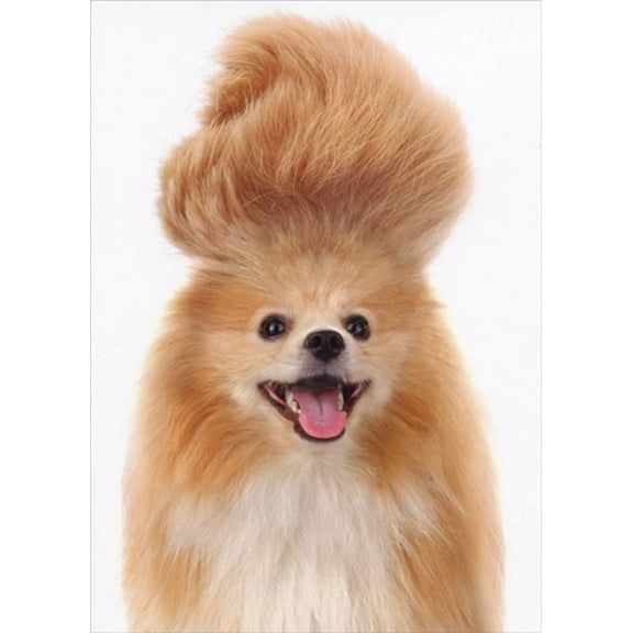 Designer Greetings Pomeranian Dog with Tall Swirling Hairdo Funny / Humorous Feminine Birthday Card for Her : Woman : Women