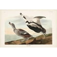 thumbnail image 3 of Audubon, John James 14x11 Black Modern Framed Museum Art Print Titled - Pl 332 Pied Working Duck, 3 of 5
