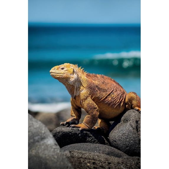 Marine Iguana: Petite Notebook Journal for Galapagos Tours