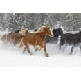 thumbnail image 2 of Jones, Adam 14x11 Gold Ornate Wood Framed with Double Matting Museum Art Print Titled - Rodeo horses running during winter roundup-Kalispell-Montana, 2 of 4