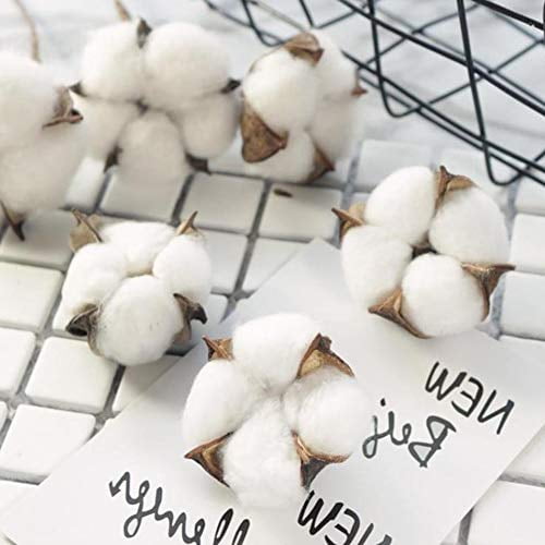 Natural Dried Cotton Stems with Bolls, 8 Pack of Floral Stems for Vase Fillers, Fall Home Decor, DIY Crafts and Rustic Floral Arrangements