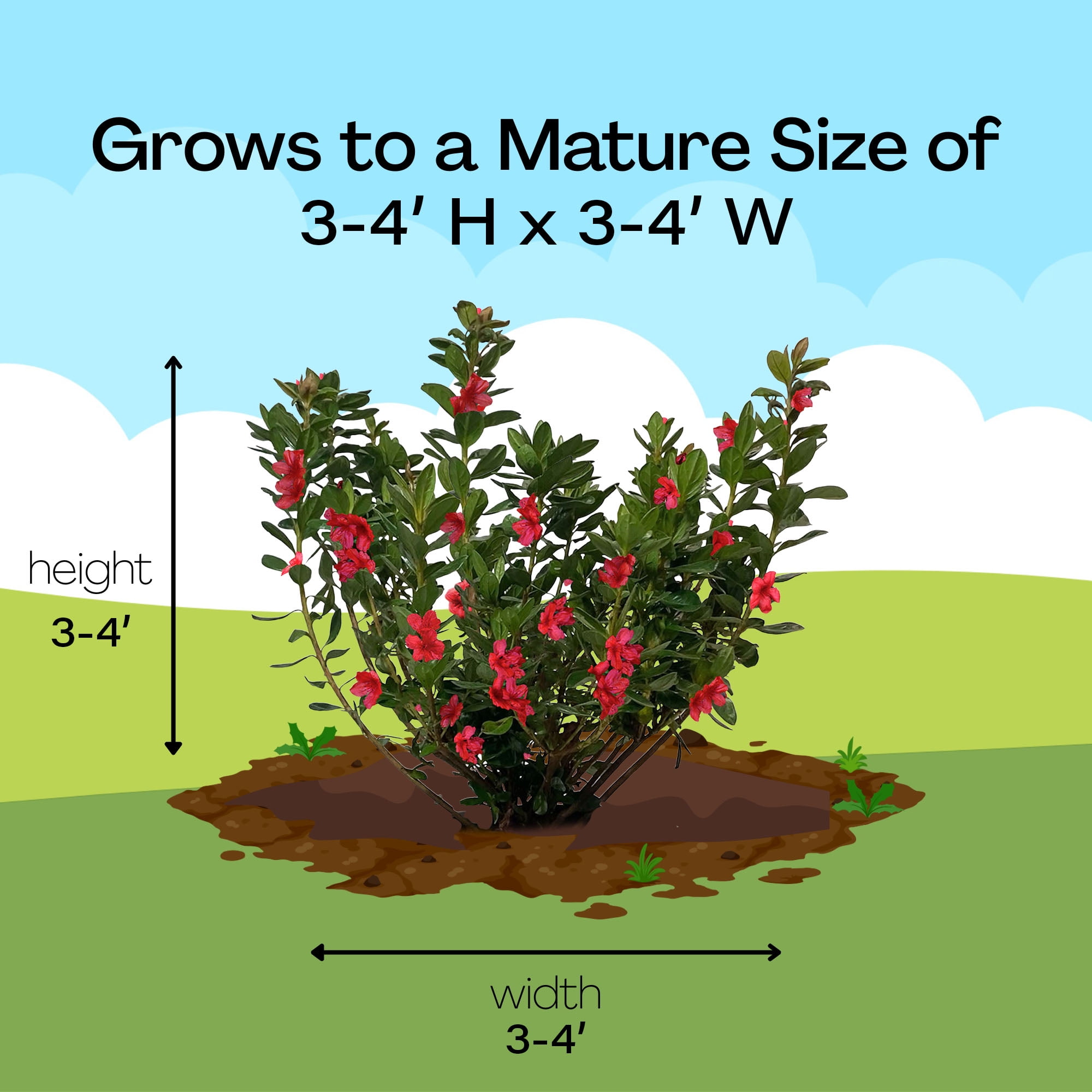 Expert Gardener Azalea Midnight Flare Live Shrubs with Red Blooms and Rich Green Foliage