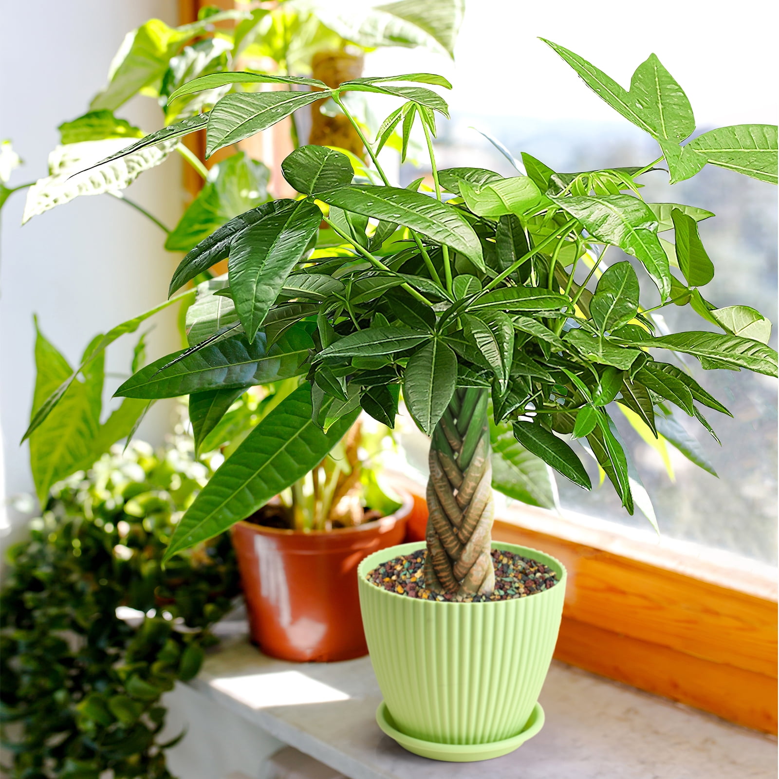 8“-12" Tall Pachira Braided Money Tree, Live Plants Easy to Grow Houseplant, Indoor Bonsai