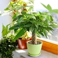 thumbnail image 4 of 8“-12" Tall Pachira Braided Money Tree, Live Plants Easy to Grow Houseplant, Indoor Bonsai, 4 of 5