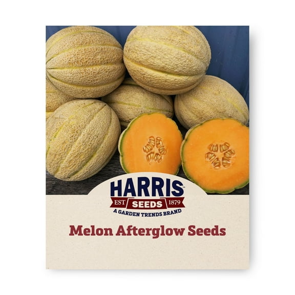 Harris Seeds - Treated Melon Afterglow F1 Seeds - Orange Flesh - 100 Seeds