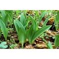 thumbnail image 2 of 10 * Seeds RAMSONS / WILD Bear GARLIC Allium Ursinum Vegetable Herb White Flower Seeds, 2 of 11