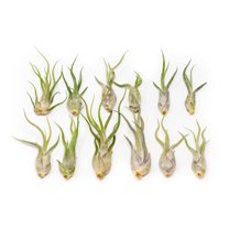 Tillandsia Caput Medusae Air Plants - Live Succulent House Plants - Available in Wholesale and Bulk - Home and Garden Decor - Easy Care Indoor and Outdoor Plants (Pack of 12)