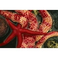 thumbnail image 2 of Bush, Marie 18x13 White Modern Wood Framed Museum Art Print Titled - WA, Tongue Point Seastars in tide pool, 2 of 4