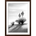 thumbnail image 2 of Art.com Yucca at White Sands II Photographic Print by Douglas Taylor, Brown Frame Wall Art, 32" x 44", 2 of 5