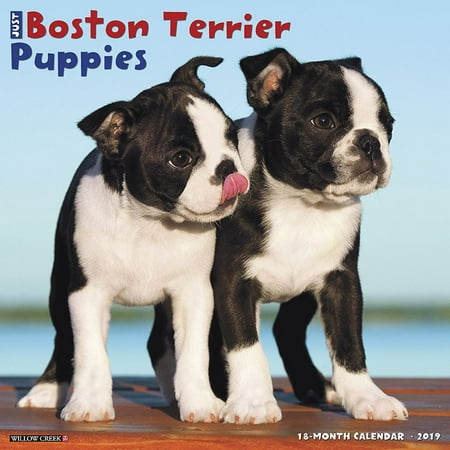 Earthscapes Puppies Wall Calendar - 2019 Just Boston Terrier Puppies Wall Calendar, by Willow Creek Press