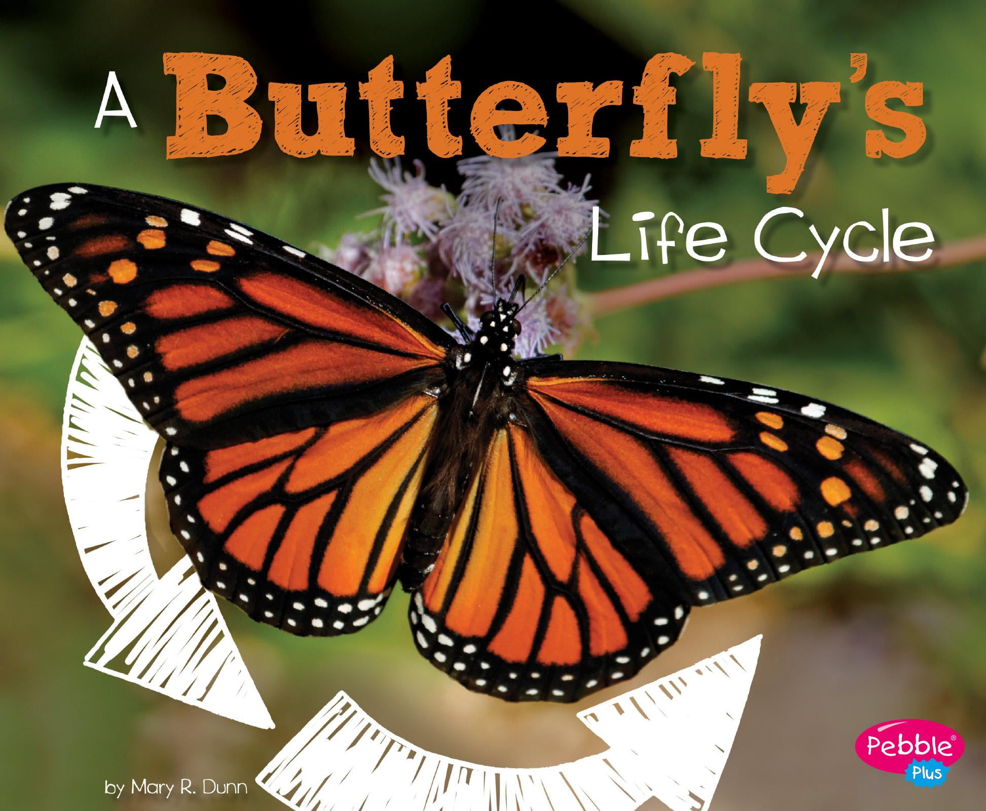 Explore Life Cycles A Butterfly's Life Cycle (Hardcover)