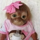 thumbnail image 4 of Wamdoll Muñecas Bebé Mono Reborn Realistas De 20 Pulgadas, 50 Cm, Cuerpo Pesado, Vinilo De Silicona Muy Suave, Muñeca Flexible Coleccionable Realista, Siéntete Real, 4 of 4