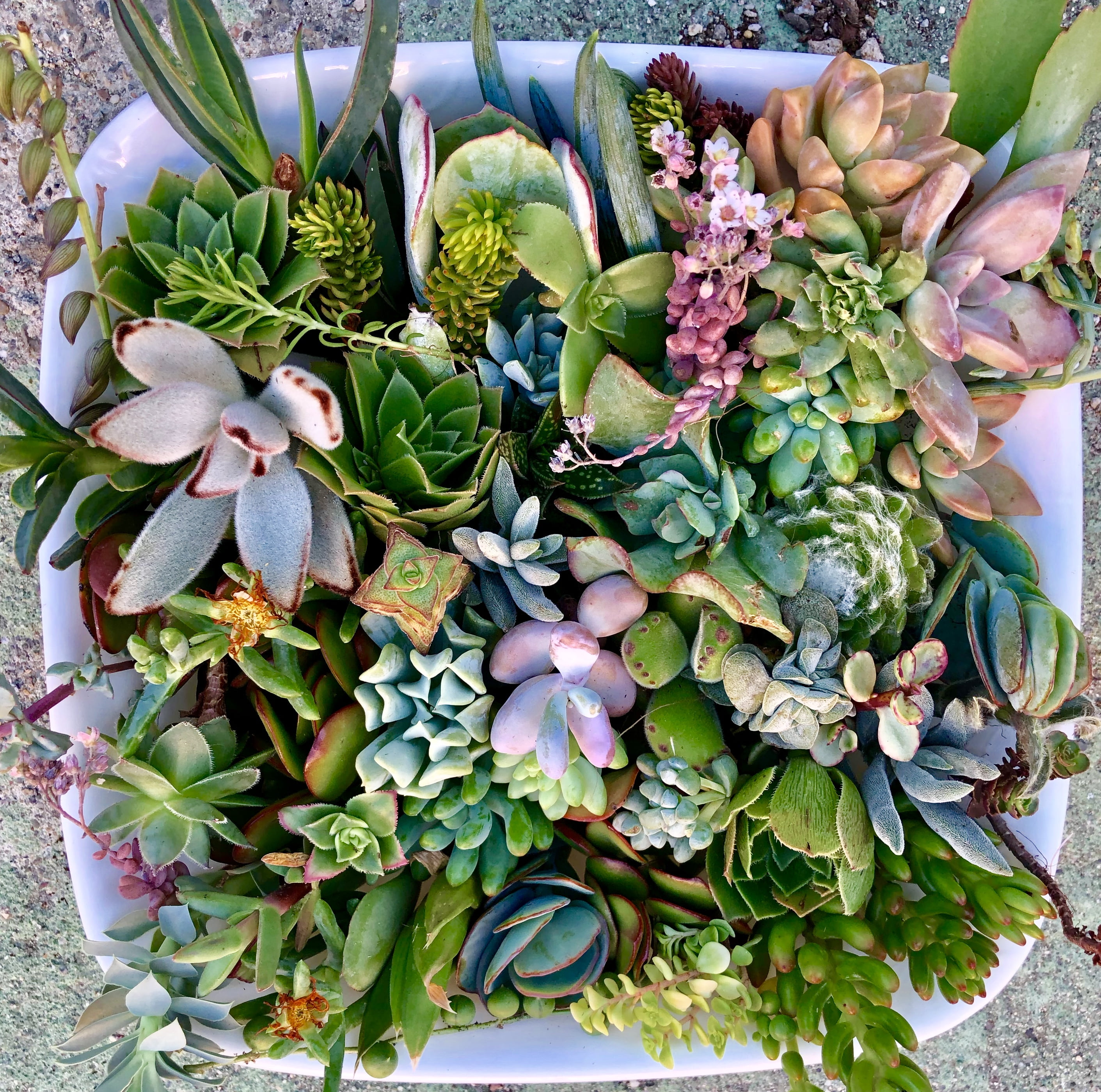succulent clippings succulent clippings